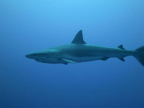 Caribbean Gray Reef Sharks nadam ao nosso lado durante mergulho em Half Moon Wall, perto do Blue Hole, na grande barreira de corais de Belize